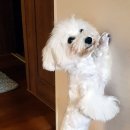 표선면-4 이미지