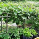 포포나무 민박 이미지