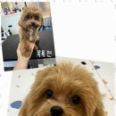 포블포블 이미지