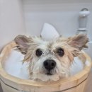 나봄스파 이미지