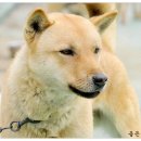 황룡 - 천안시 서북구 나사렛대길 22-1 | 황룡