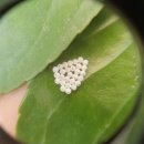 포곡초등학교 이미지