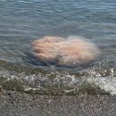 해송피크닉장 이미지