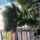 분당 서현역 로데오 거리ㅡ분당 서현역 AK백화점ㅡ아싸(아싸) 거북이 노래ㅡ 강남 스타일 싸이 노래ㅡ사랑역 임 영웅 노래ㅡ 유행가 손 빈 이미지