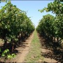 대박농장2 이미지