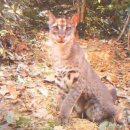 황금고양이 이미지