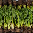 숲속의 농장 이미지