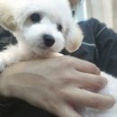 다이아몽 이미지