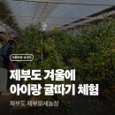 화성소방서 제부-2 | ​[제부도 아이와 가볼만한곳] 겨울에 즐기는 귤따기 체험! '제부모세농장' 내돈내산 후기