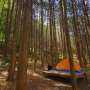 숲속의 휴식 이미지