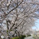 동부농협경제사업소 | 당진 순성벚꽃길 벚꽃은 아직 만개전