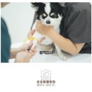 호호동물병원 네이버블로그