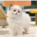 라온캣 잠실고양이분양 이미지