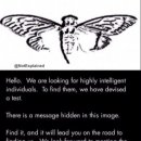 시카다(cicada) 이미지