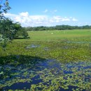 브라질 남부 침수 초원 판타나우 Pantanal Brazil 이미지