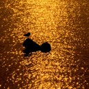 황금물결 이미지