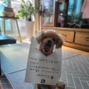 바비덴탈 이미지