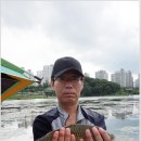 월랑 Daum카페