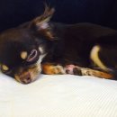 도그앤미 이미지