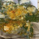 킹 (KING) | 필리핀 먹거리 천원의 행복 8탄! 바삭함의 끝판왕, 공심채 튀김 '캉콩 킹(Kangkong King)' 후기