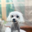 호이펫샵 이미지