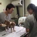 SBS 동물농장 유기견 프로젝트- 버려진 개들의 이야기 "더 언더독" 캡쳐有 ＜보면 맘아프시겠지만 꼭봐주시고, 퍼가주세요＞ 이미지