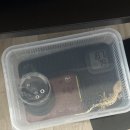 깜크 | 안양 동편마을 깜크 크레스티드 게코 파충류샵 방문기