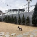 고양 일산 천연잔디 애견카페 추천 | 하울픽스