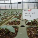 육거리고추 이미지
