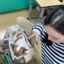 까미랑 몽이 | 여주 반려동물동반여행 강아지여행사 펫츠고 여행후기