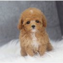 몽냥몽냥 강아지분양 은평점 이미지