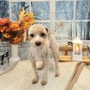 댕댕아야옹 이미지