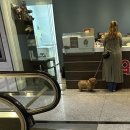 [캐나다 워홀] Day 251-261 할로윈 잘 가고 👋 이제 크리스마스 컴컴 🫴