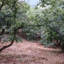 연화농원 이미지