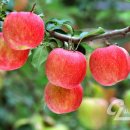 황토축산2 이미지