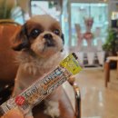 아지트, 멍 카페 | 부산 연산동 카페 | 분위기 좋은 애견동반카페 솔직후기