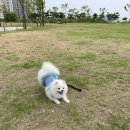 구구아리랑 이미지