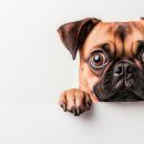 이스턴24시동물병원 이미지