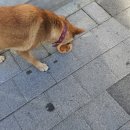 견생개꿀 이미지