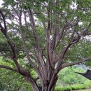 김진철농장 이미지