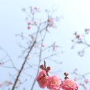 홍매화 이미지