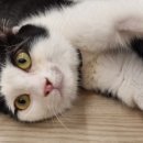 인투캣츠 이미지