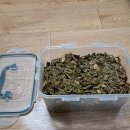 질경이수원 이미지