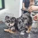 남양주애견미용학원 네이버블로그