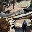 세상에서 가장 큰 나무들이 있는 세쿼이아&킹스캐년국립공원(Sequoia＆Kings Canyon NP) 이미지