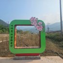 만나무궁화
