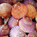 홍’s 홈푸드 | 싱싱한 통영 비단가리비 홍가리비 1kg : 맛꾼푸드 솔직 후기