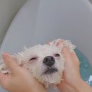 꼼꼼하개 이미지