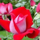 예산읍011 Daum카페