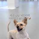 놀다올개 이미지